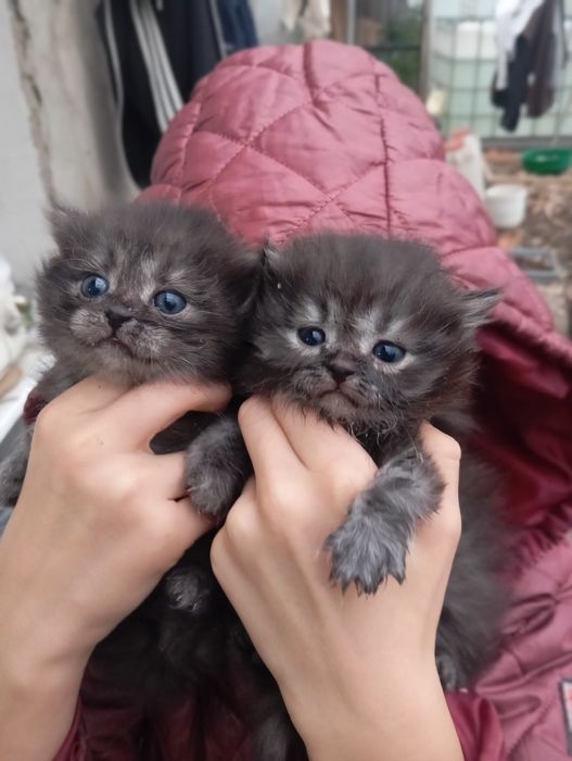 Продаю  шотландских котят.
