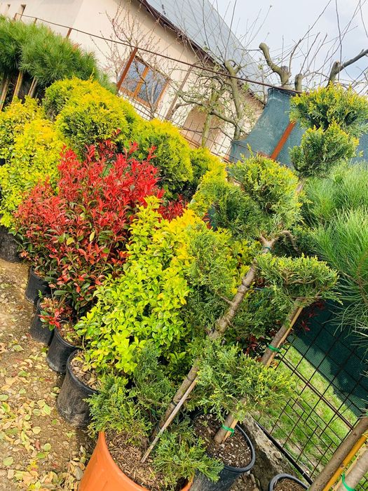 Rulouri de Gazon. Sisteme de Irigatie