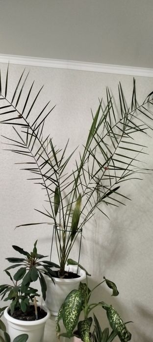 Продам финиковые пальмы