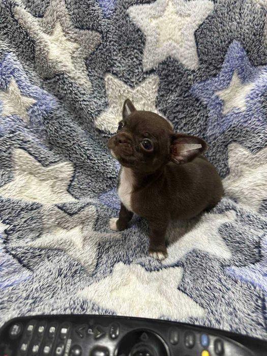 Предлагается к продаже щенок Чихуахуа шоколадного окраса