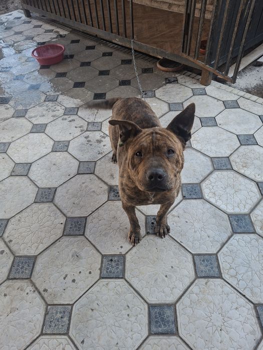 Шейла в дом для охраны