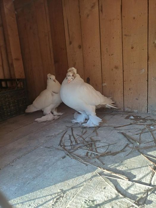 Vând porumbei tălăpăgoși urgent