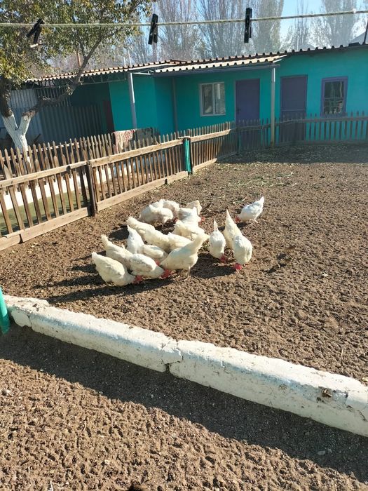 Толқып тұрған порно көру