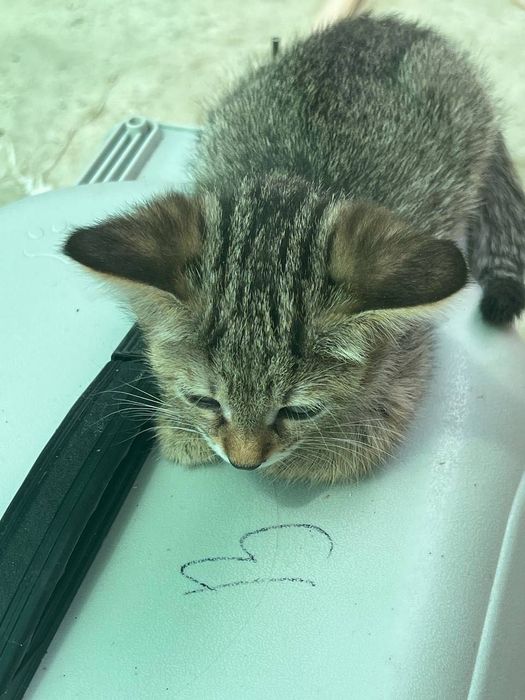 Бесплатно котята в добрые руки