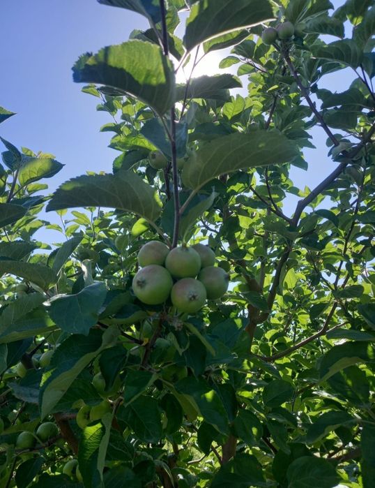 Яблоневый сад, 5 гектаров