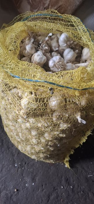 Vând urgent usturoi