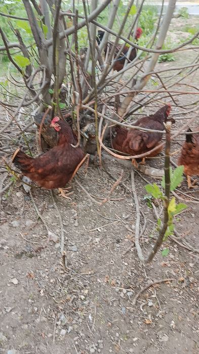 Корея Хан ҳеяп  жўжалари