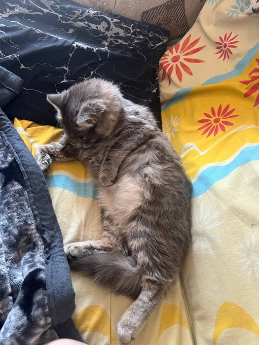 Отдаю в добрые руки