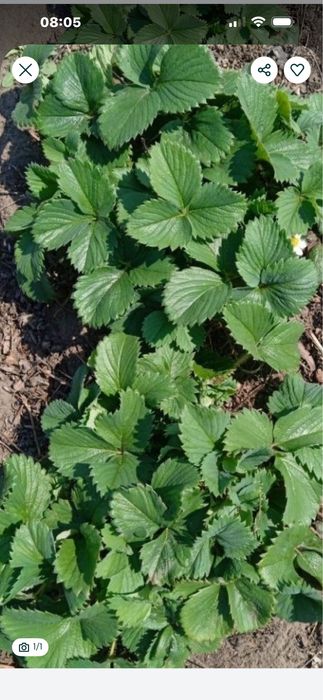 Расада клубники много