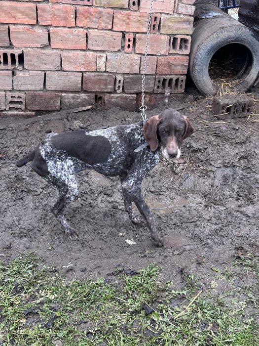 женски курцхаар