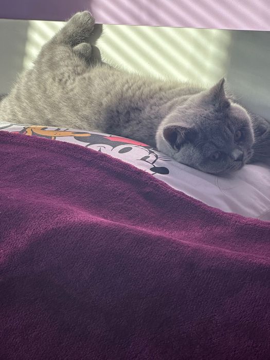 Много добро и игриво коте