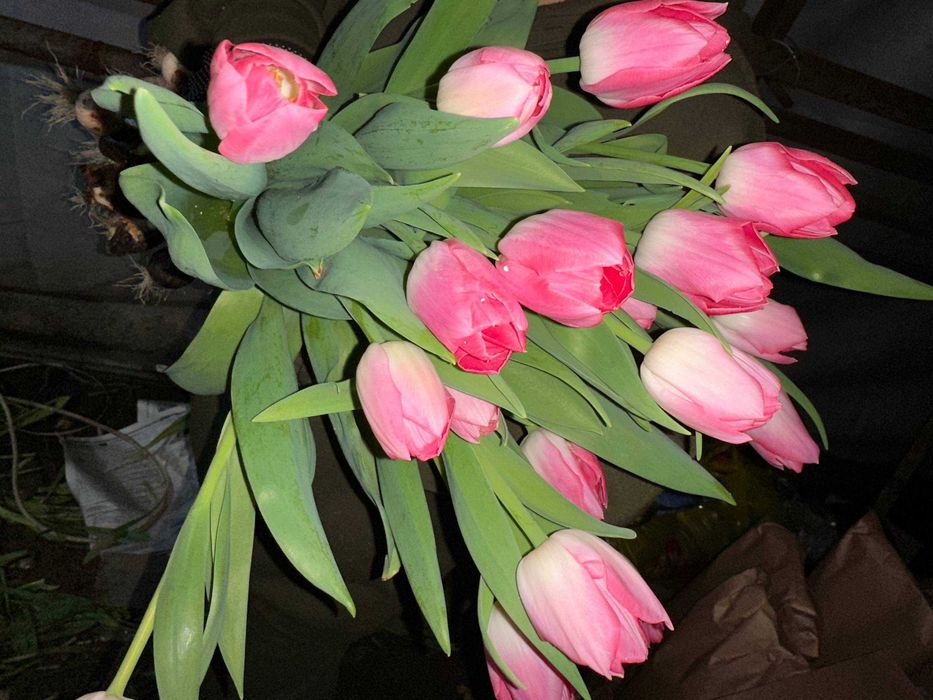 Тюльпаны оптом и в розницу