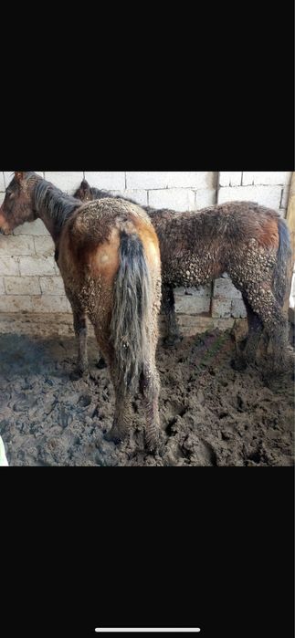 Сатылатын атдар бар бордакы семыз 2 бас