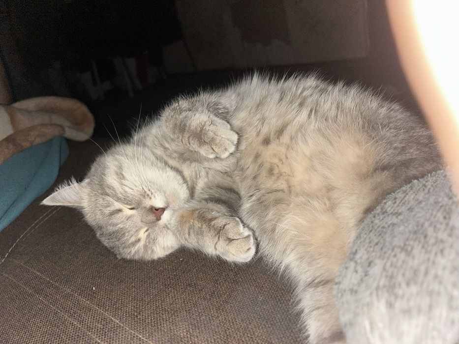 Отдам кошку бесплатно