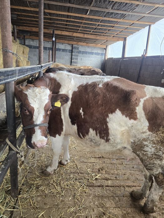 Буаз сиыр сатылады