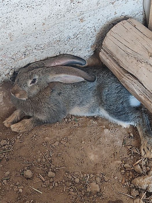 9ta jaydari va 3 ta velikan quyon bolalari sotiladi.