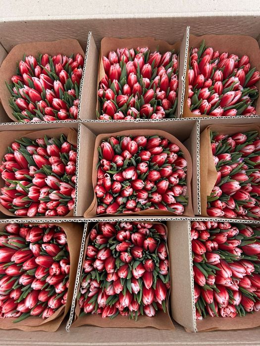Тюльпаны премиум класса, с доставкой