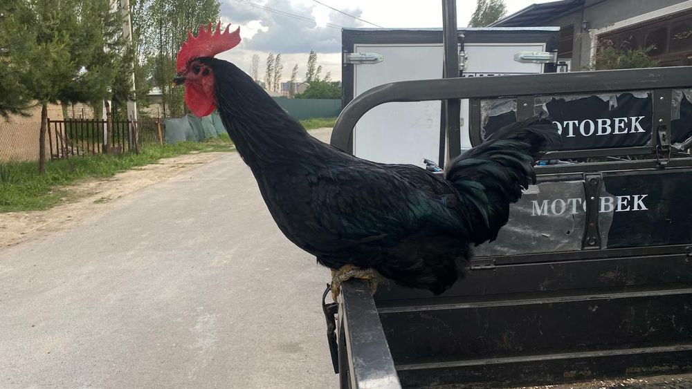 Qora Shaxzoda gigant joja horoz sotiladi