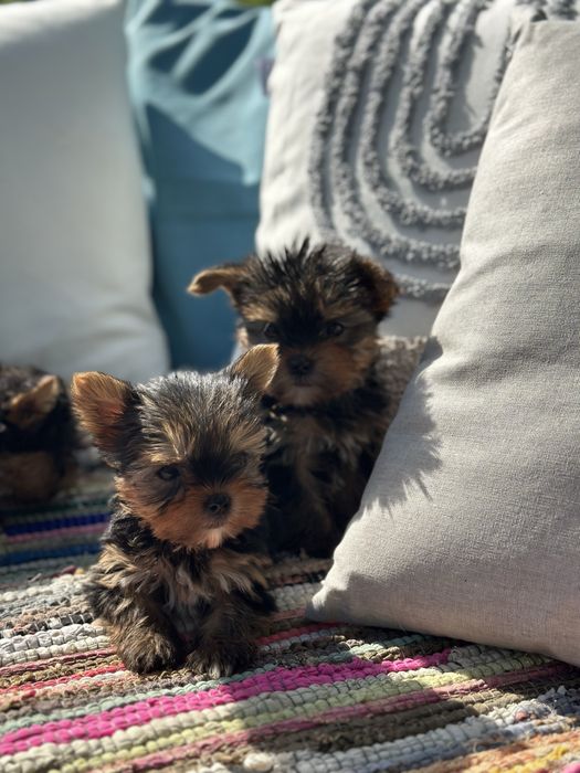 Йоркширски териер / Yorkshire Terrier
