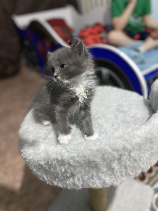 Продам котенка в хорошие руки