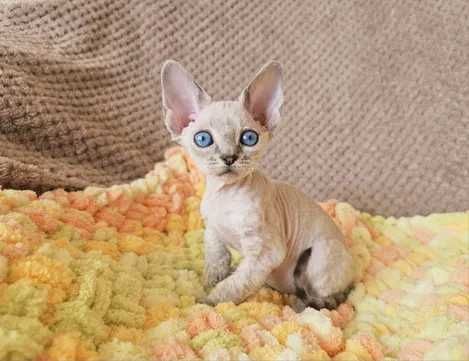 девон рекс момче и момиче