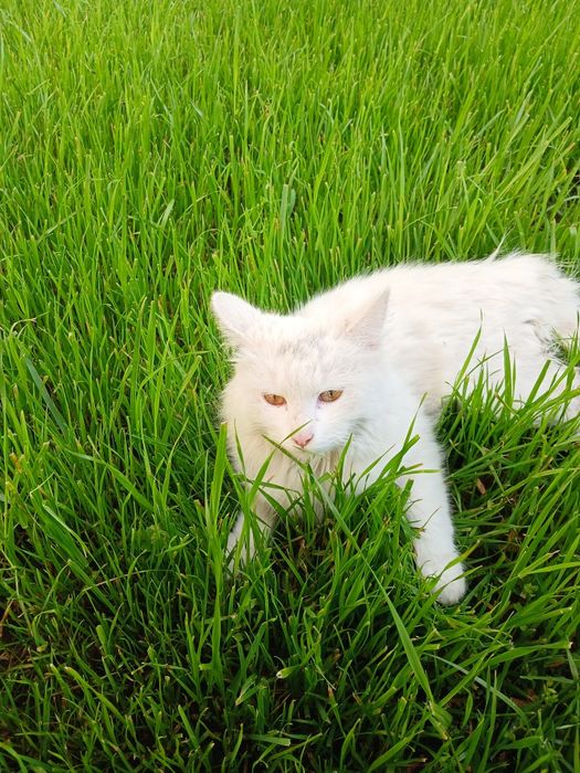 Mushuk sotiladi,1 ga toʻlmagan.