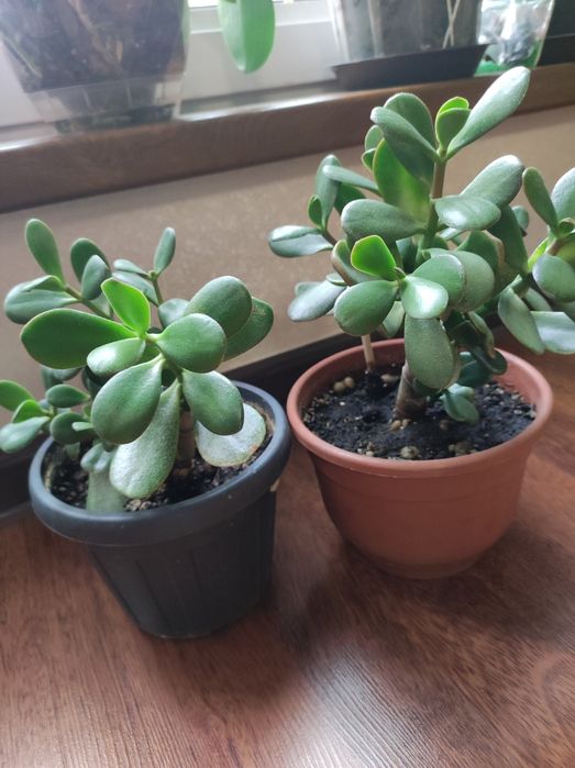 Денежное дерево продам