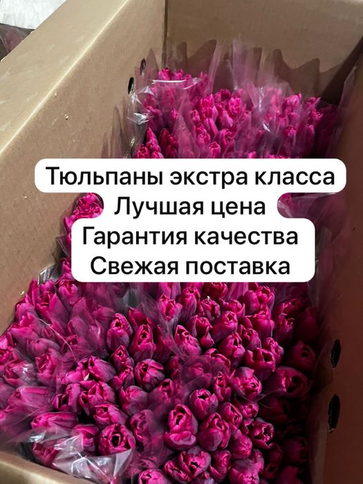 #тюльпаны. #цветы