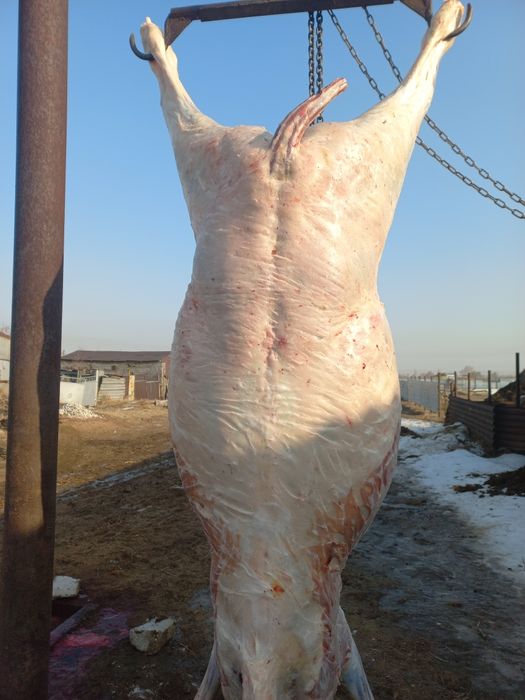 Соғымға Байталдар  Құнандар Дөнендер  Сатылады