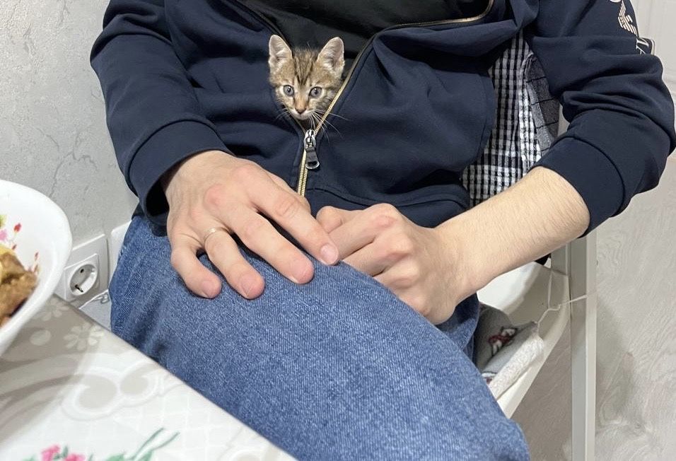 Котенок в добрые руки