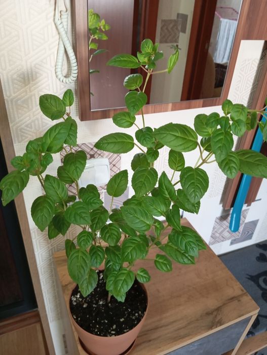 Продам. Растения