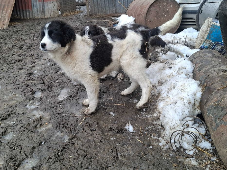 Catei ciobanesc de bucovina, un baiat si o fata
