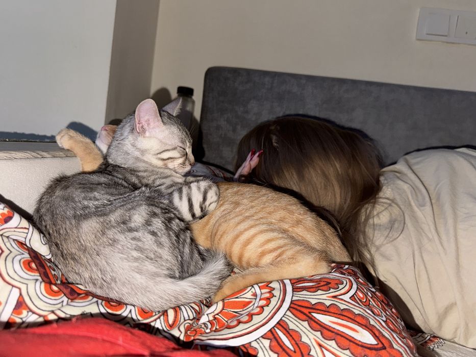 Бенгальская метиска