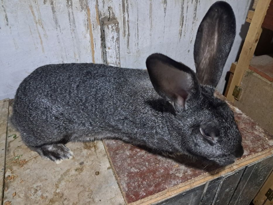 Продаются кролики