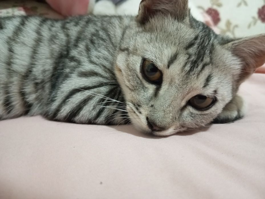 Отдам котенка в добрые руки