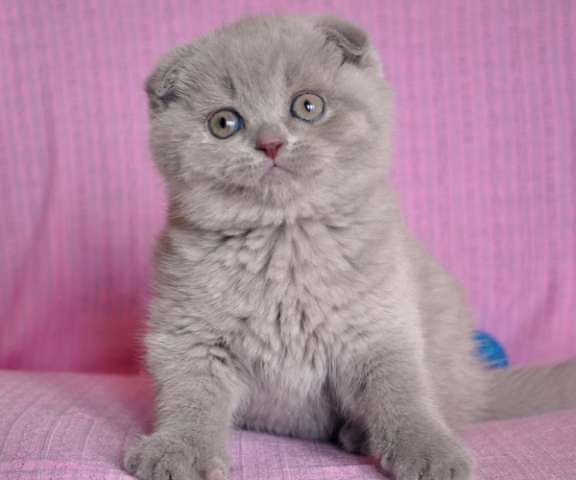 вислоухие котята шотландская