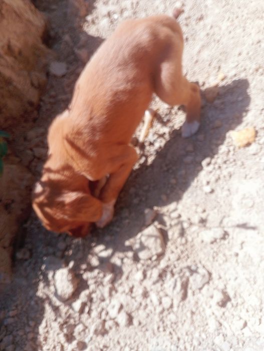 Тазы  собаки шенки