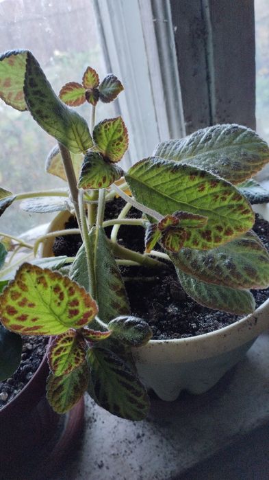 Комнатные цветы на продажу