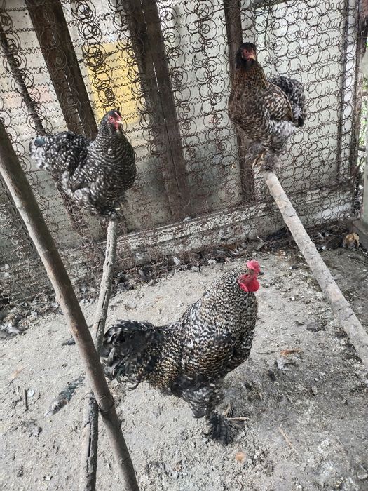Продам семейку кур
