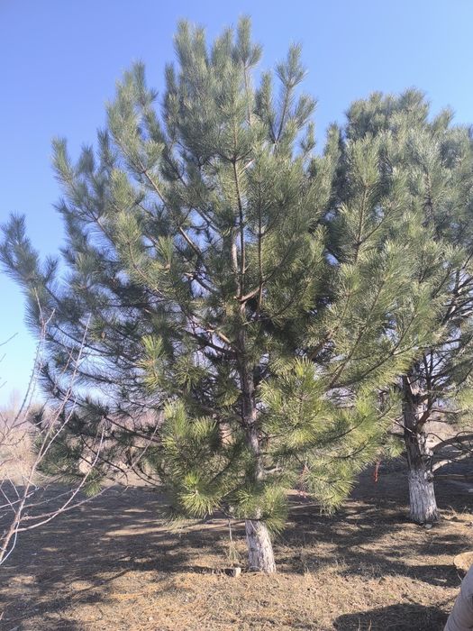 Продам красивую крымскую сосну