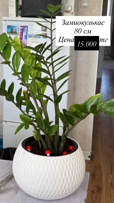 Продаю домашние цветы