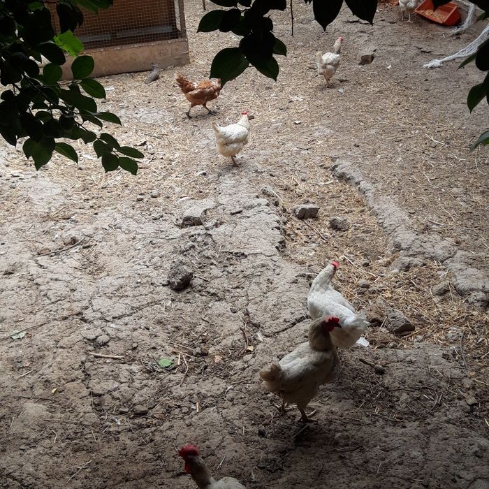 Ок кизил товук сотилади