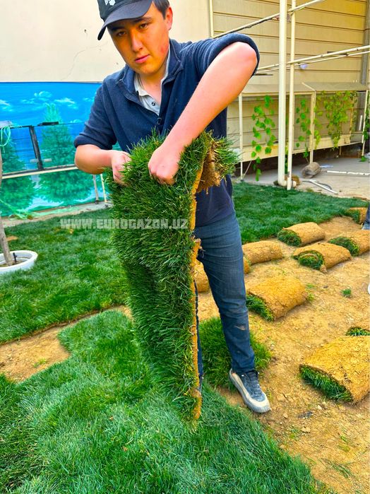 Газон ekish landshaft ximzati | рулонные газон