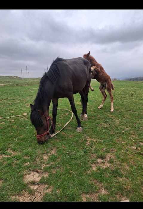 Жуас құлынды бие