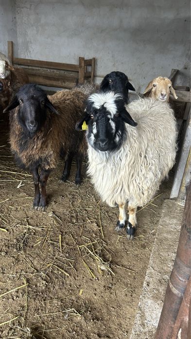 Қой!Тоқты сатылады!