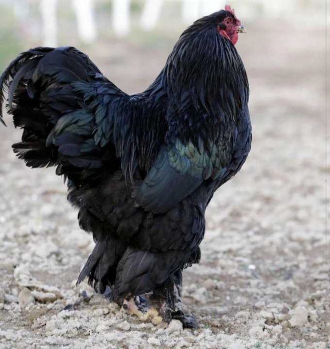 Brama xoroz tovuqlar sotiladi