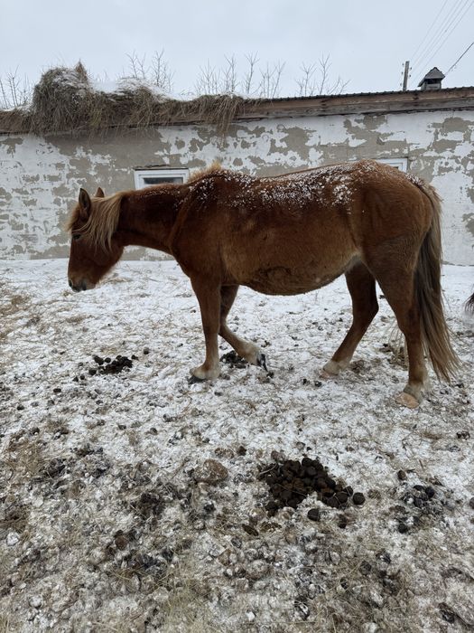Продам кобыл жеребых