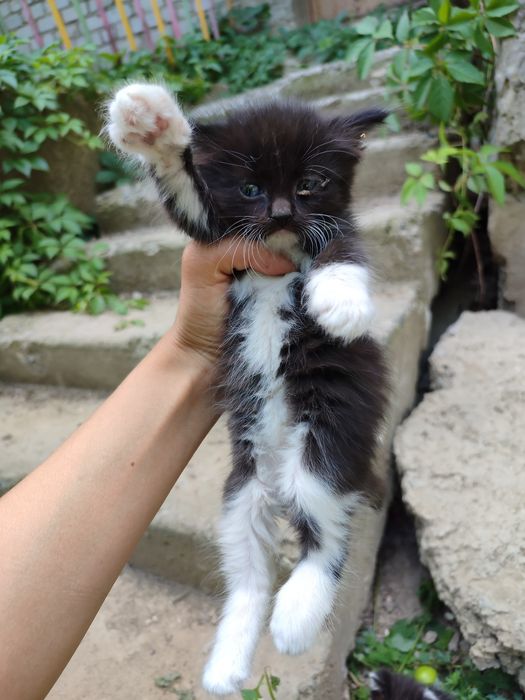 Отдам котят, возраст ~1,5 мес.