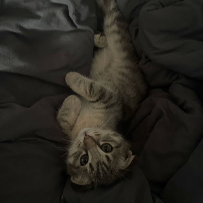 Кот котенок мальчик в самые любящие руки