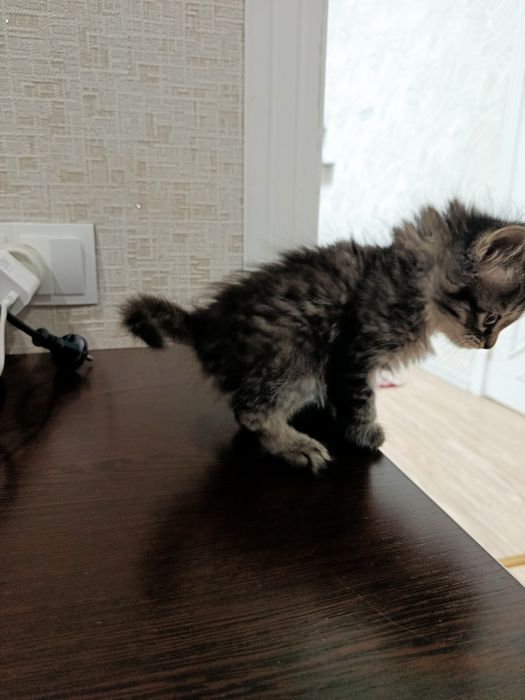 Мушук берилмокда